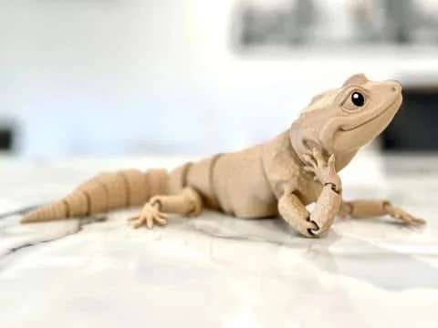 Flexi Leopard Gecko2 - Image 2